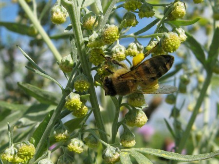 Збирання пилку з полину